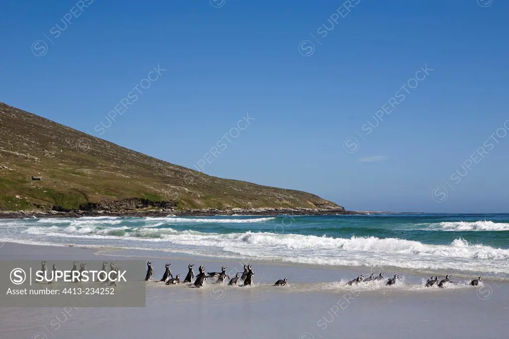 Magellanic penguins on a beach in Falkland Islands