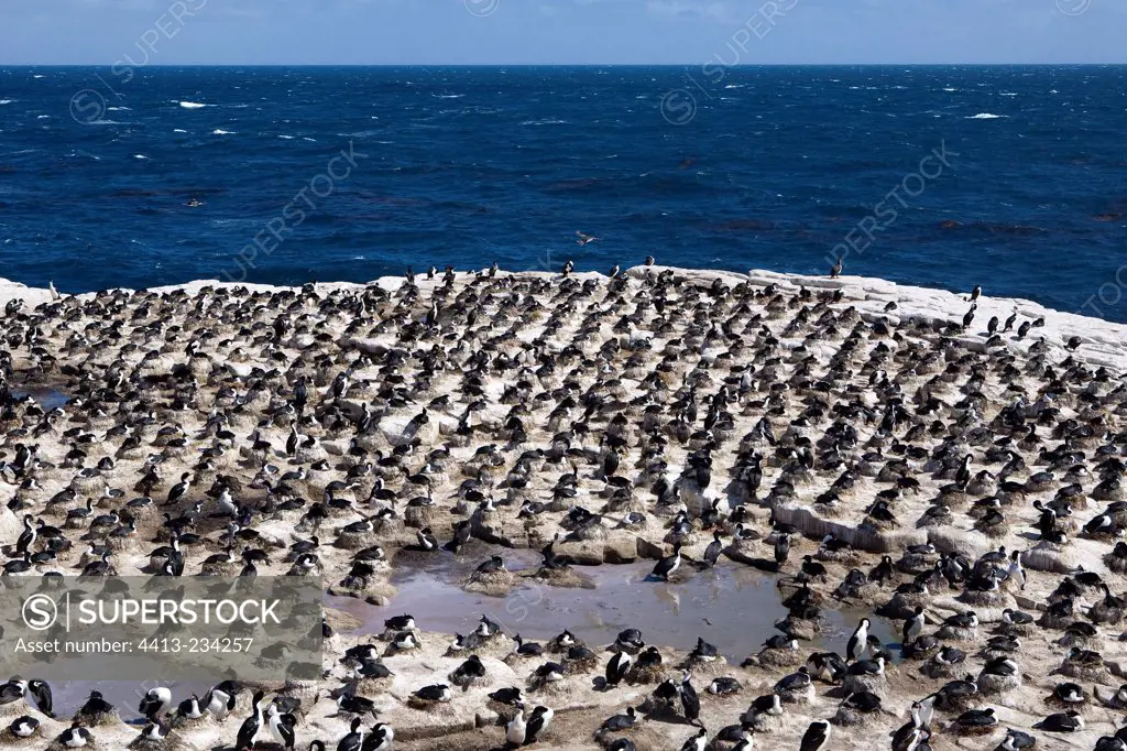 King shag colony in Falkland Islands South Atlantic Ocean