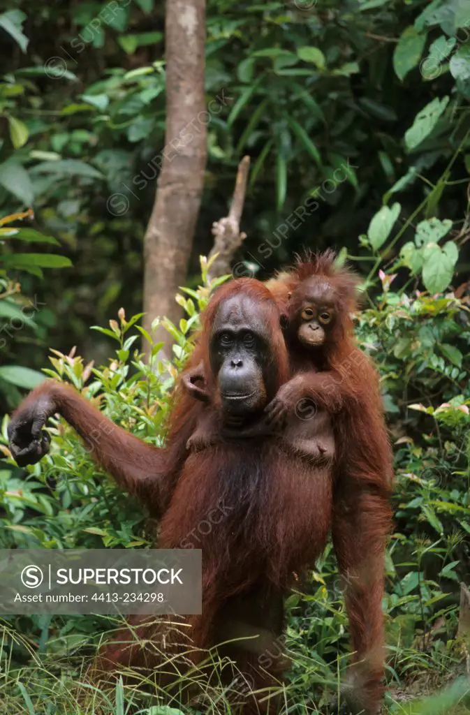 Orang-utan female with youngTanjung putting Indonesia