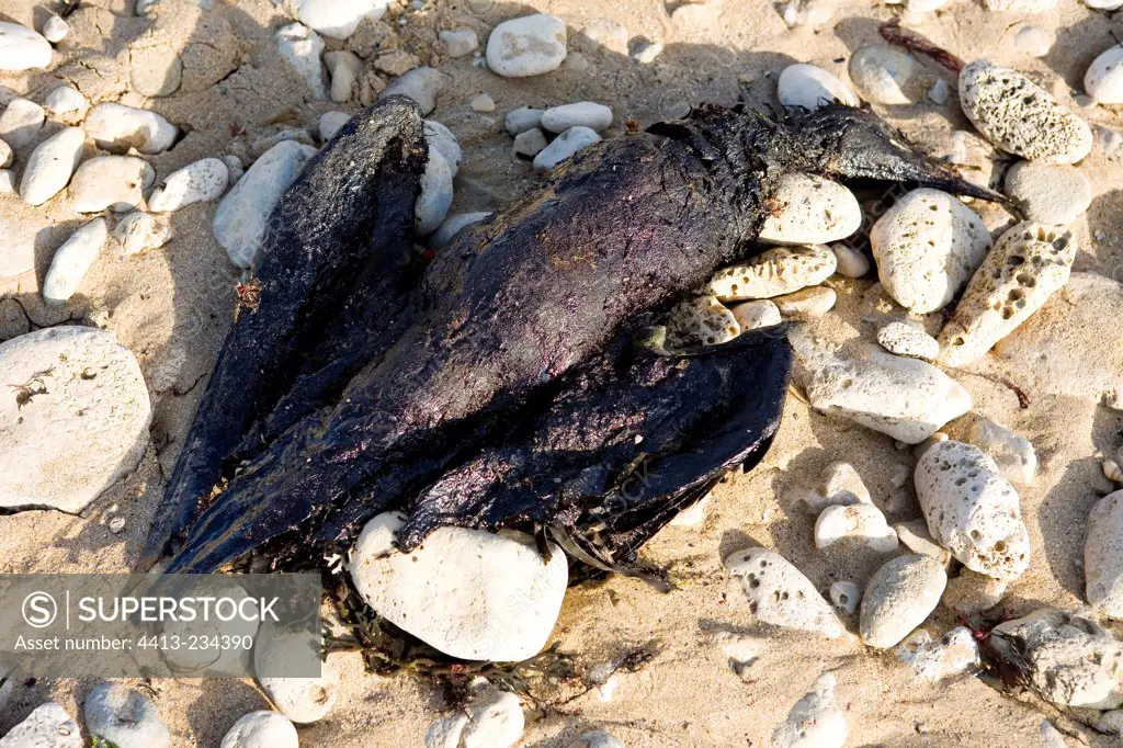 Dead Gannet after oil spill on the beach Ile de Re France