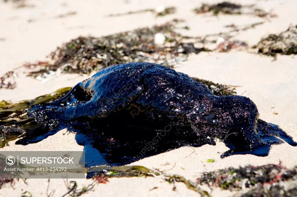 Dead Razorbill after oil spill on the beach Ile de Re France
