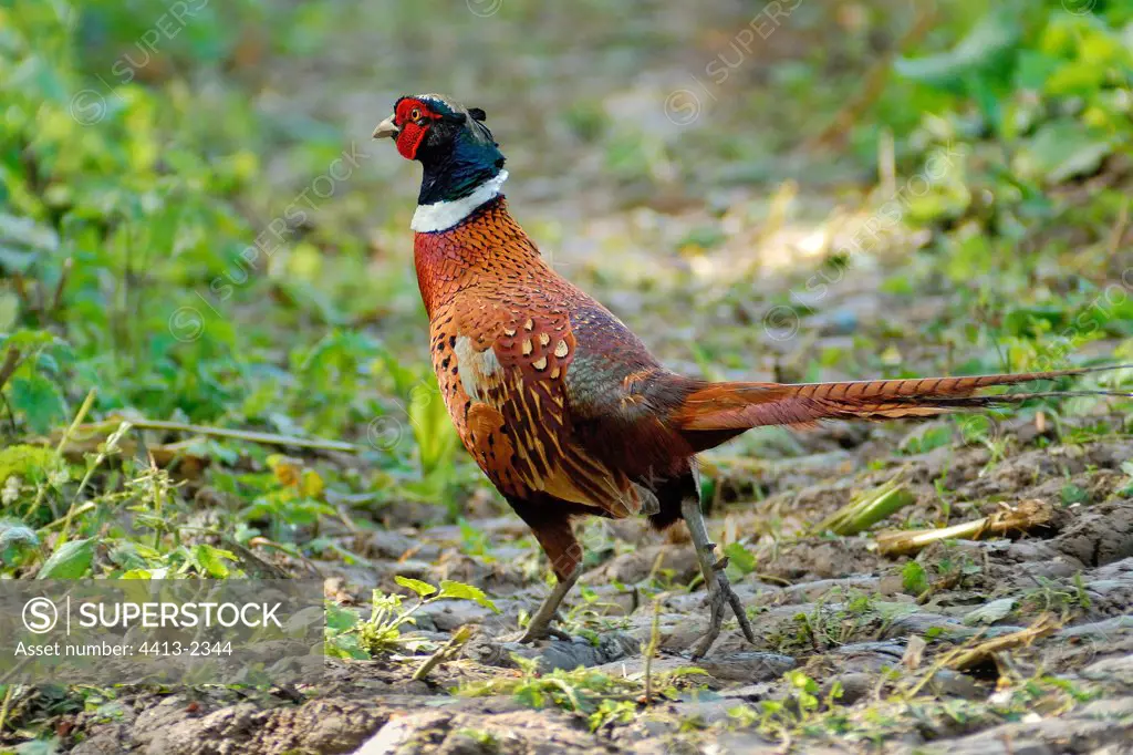 Male Ring-necked Pheasant in the ploughing France