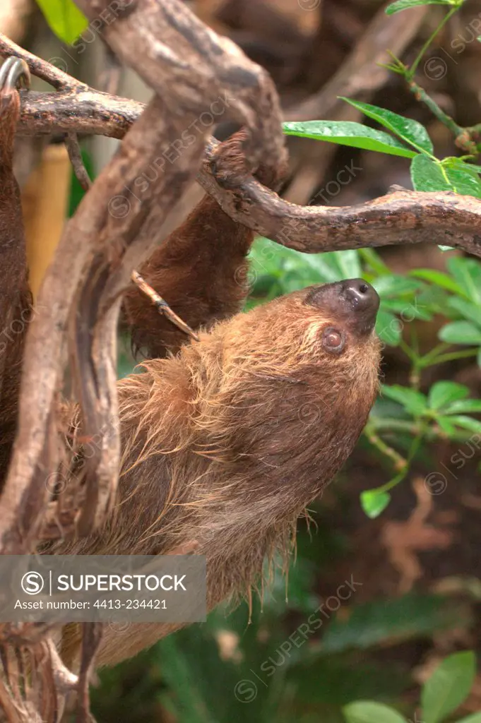 Sloths two fingers in the branches London zoological garden