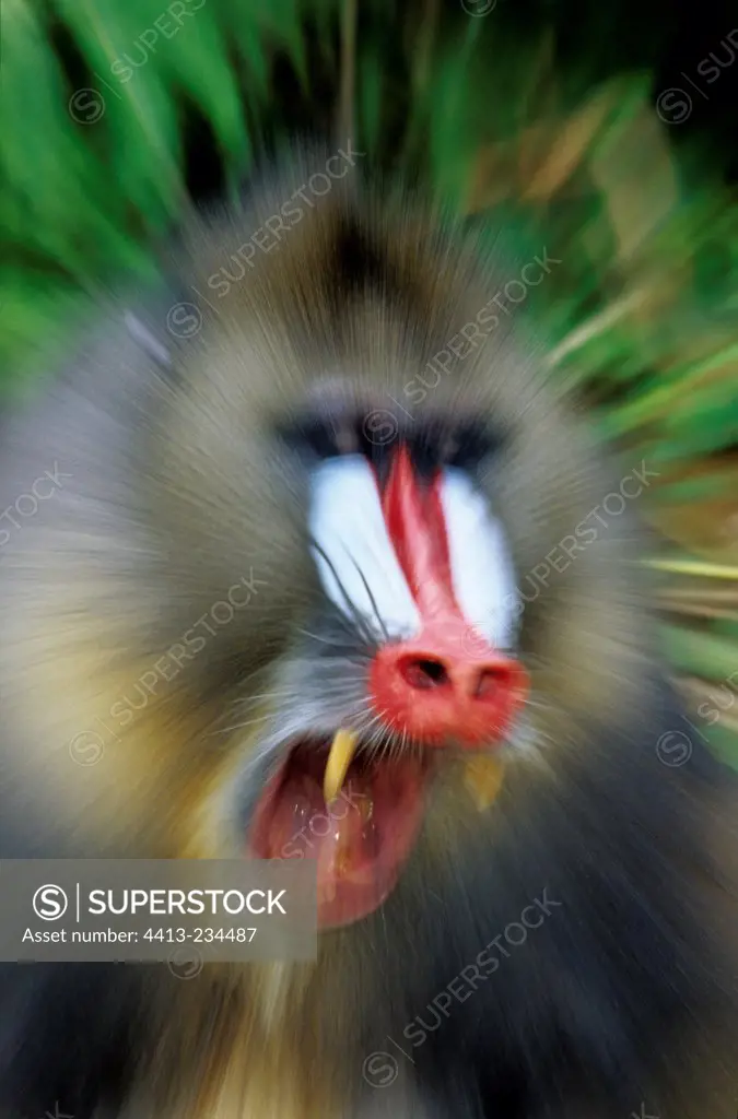 Portrait of a male Mandrill yawning Gabon