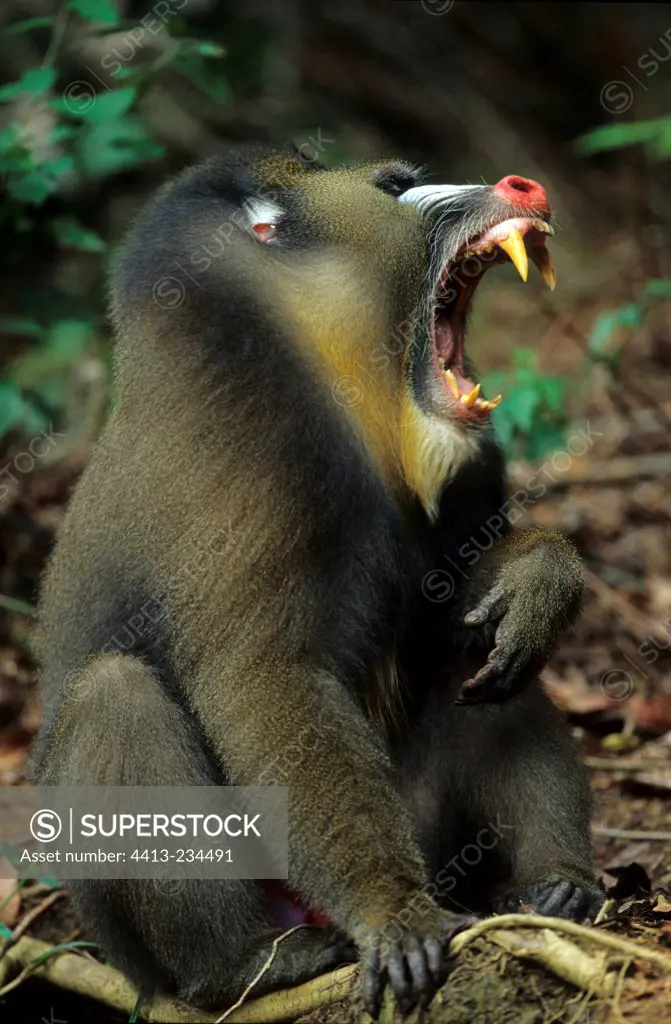 Male Mandrill yawning Gabon
