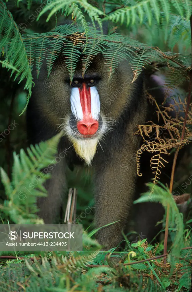 Male Mandrill sitting in ferns Gabon