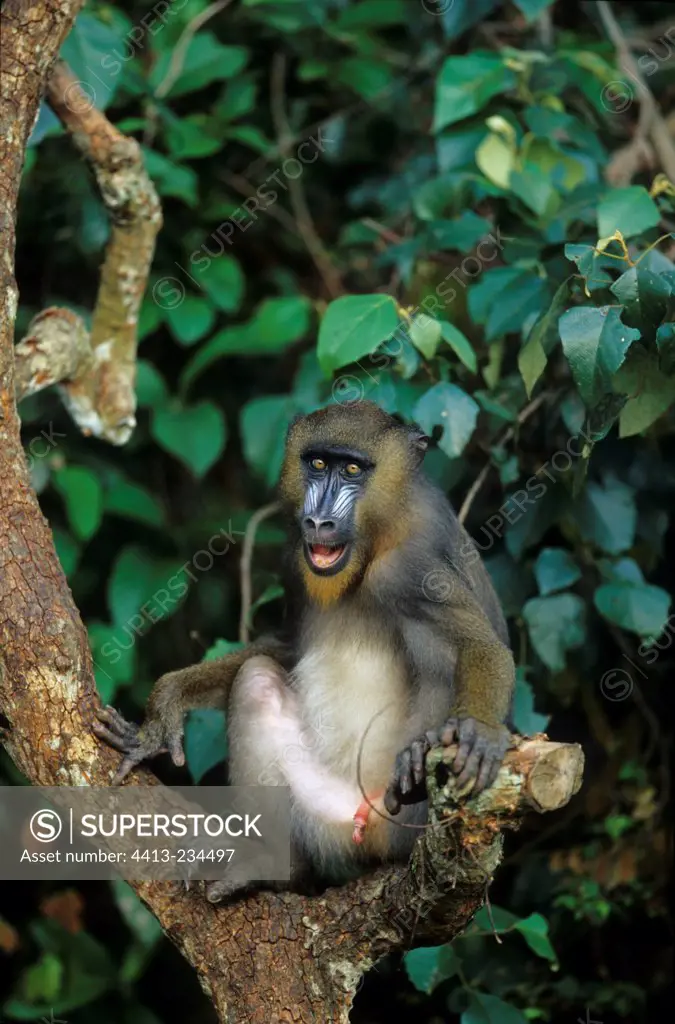 Immature male Mandrill sitting on a branch Gabon