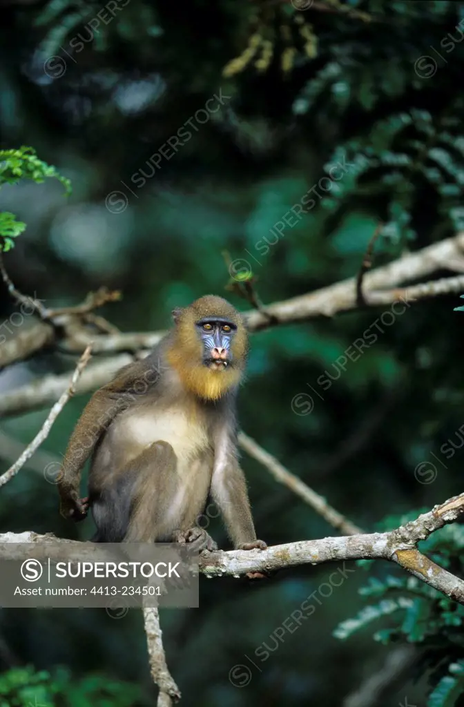 Immature male Mandrill sitting on a branch Gabon