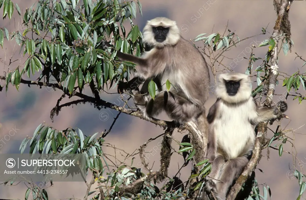 Hanuman langurs in a tree Nepal