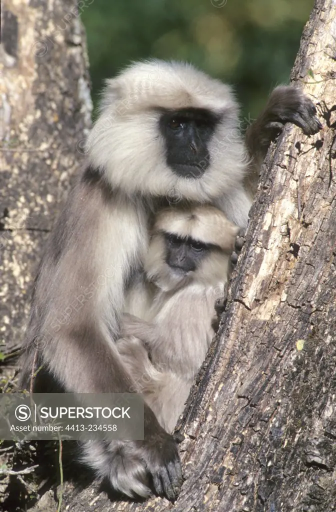 Young Hanuman langur with its mother in a tree Nepal