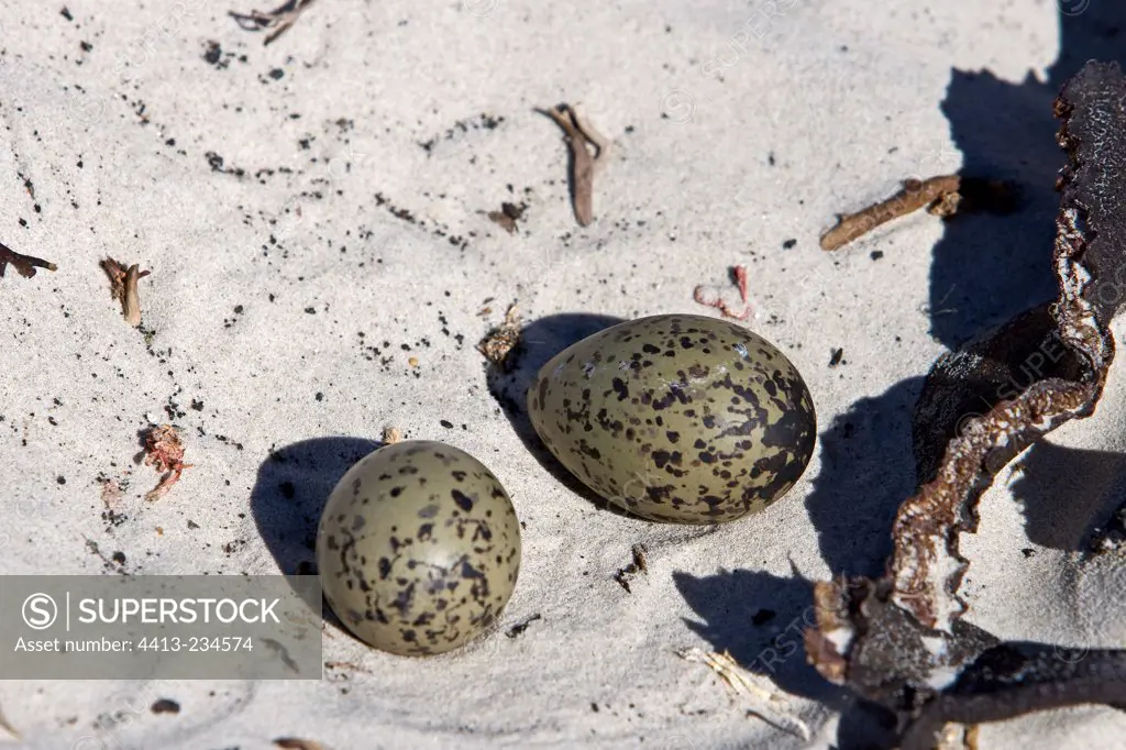 Magellanic oystercatcher eggs on the beach Falkland Islands