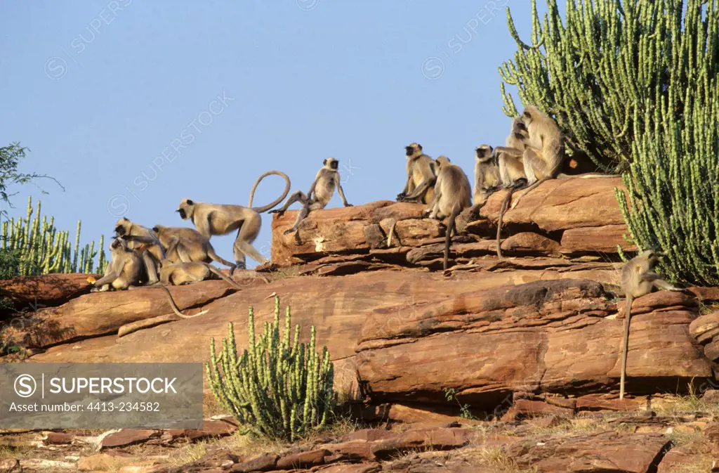 Group of Hanuman langurs sitting in Rajasthan desert India