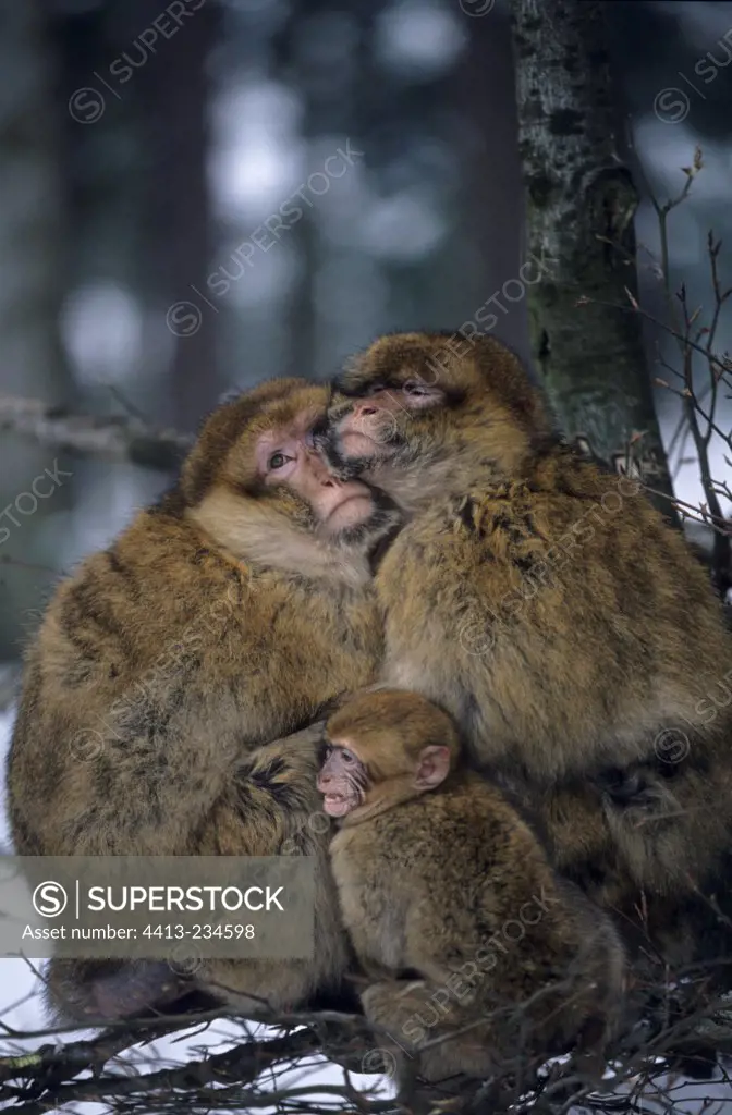 Barbary macaque females and young winter France