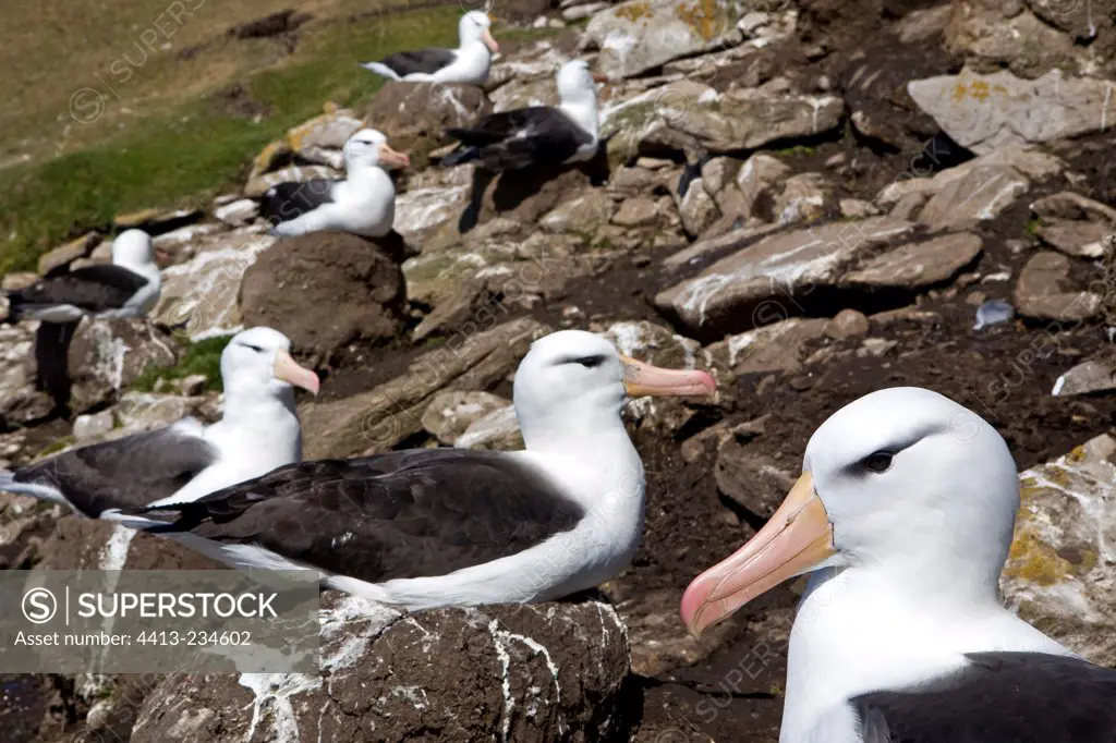 Black-browed albatross incubating in Falkland Islands