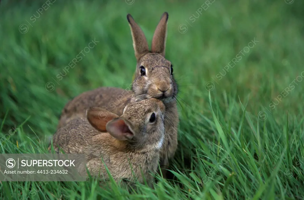 European Rabbit and young in grass Picardie France