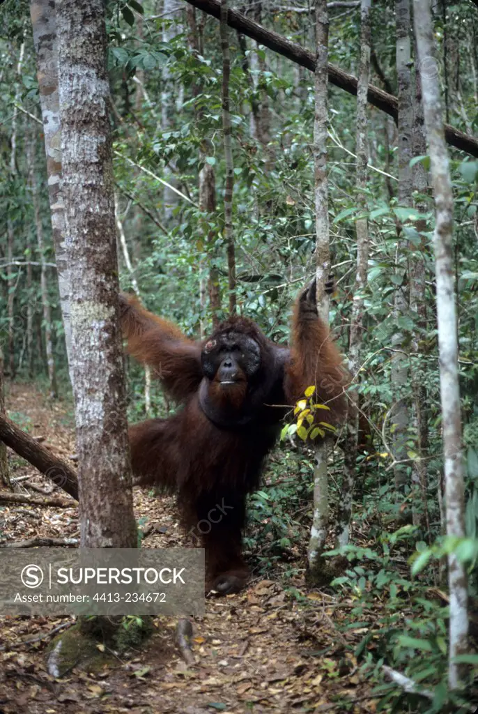 Orang-utan male with facial discs Tanjung putting Indonesia