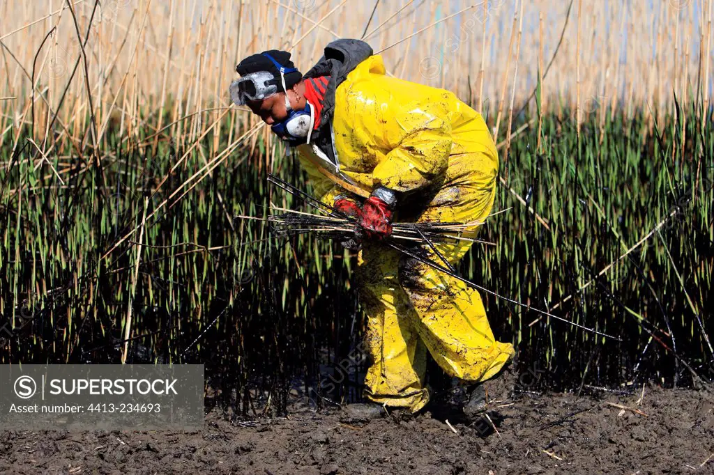 Cleaning of oil pollution on reed bed of Loire river estuary
