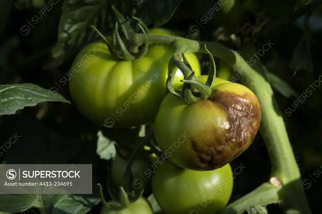 Mildew attack on tomato in august