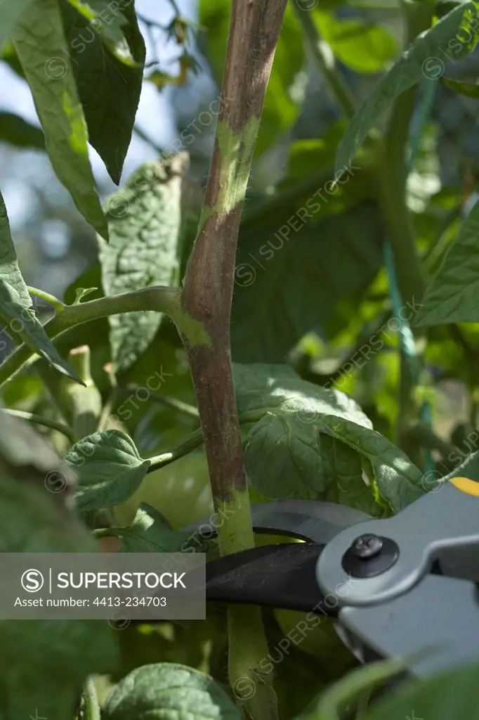 Cutting the tomato stem suffering from mildew august