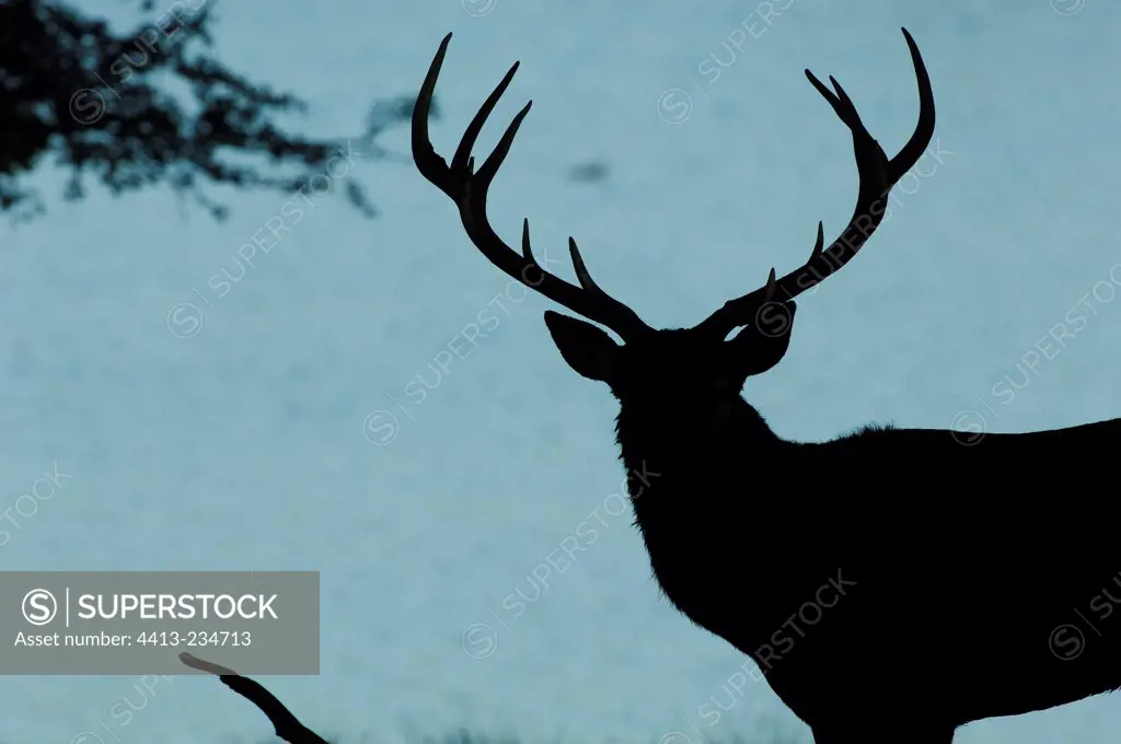 Portrait of male Red Deer backlighting Lorraine France