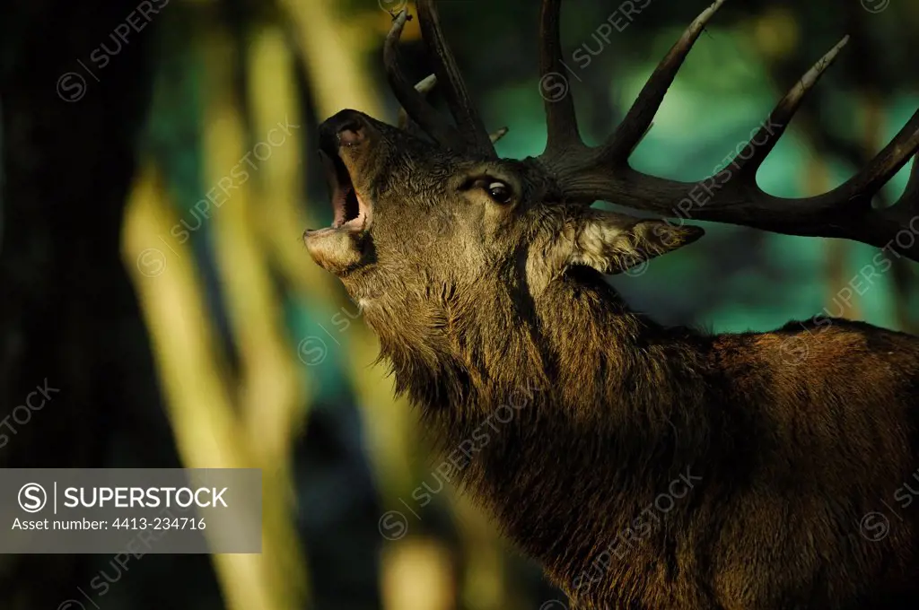 Portrait of male Red Deer bellowing Lorraine France