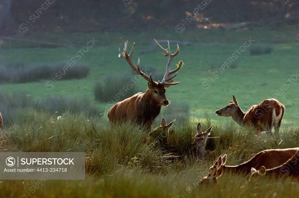 Male Red Deer looking for a female in his harem France