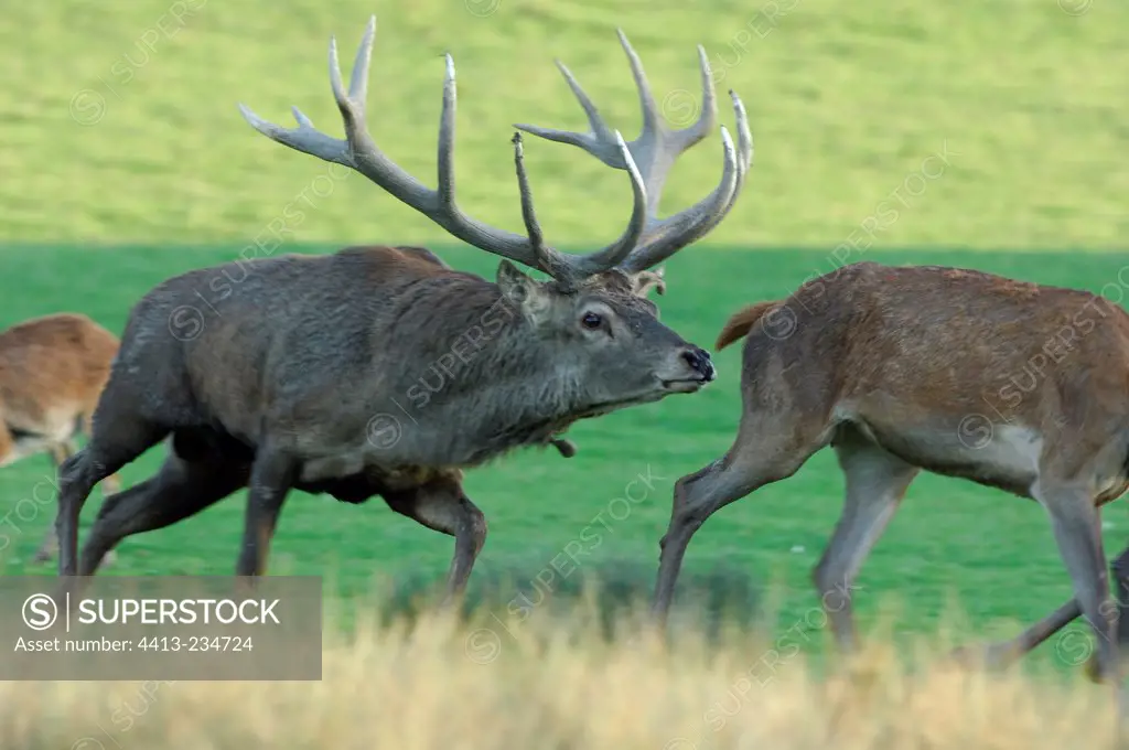 Male Red Deer smelling a female Lorraine France