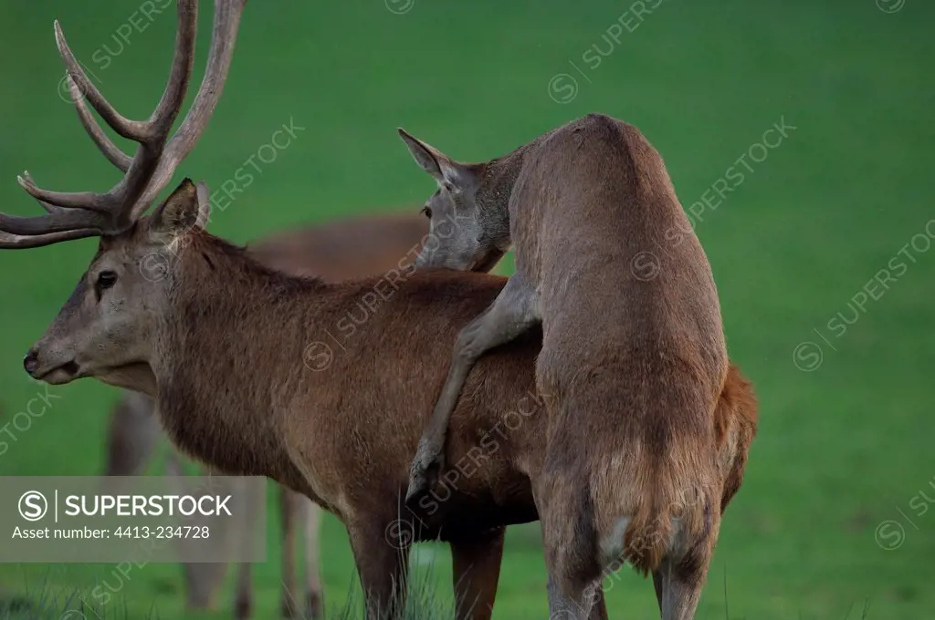 Red Deer hind imitating a mating Lorraine France
