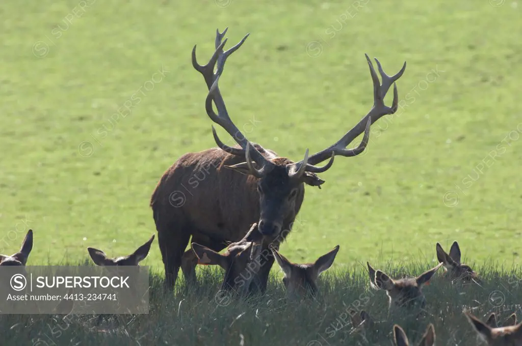 Male Red Deer looking for a female to mate
