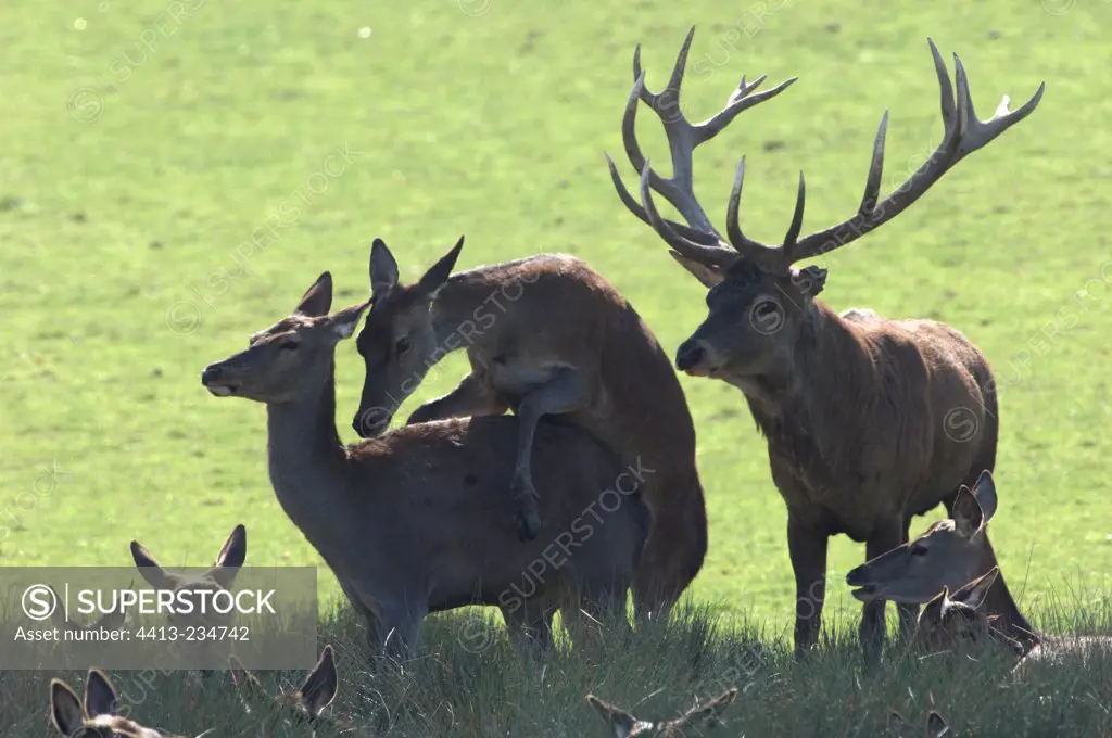 Red Deer hinds imitating a mating Lorraine