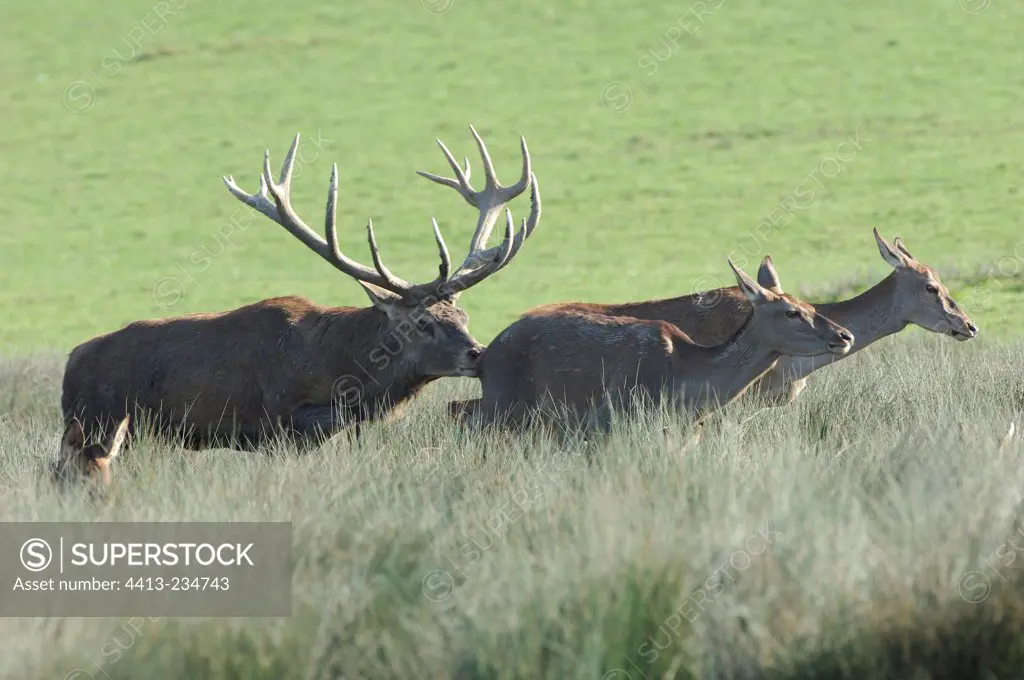 Male Red Deer pursuing hinds Lorraine France