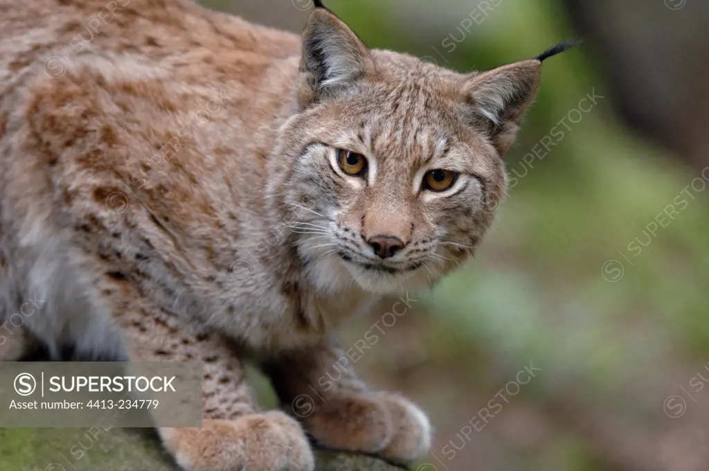 Portrait of Eurasian Lynx Central Region Halsingland Sweden