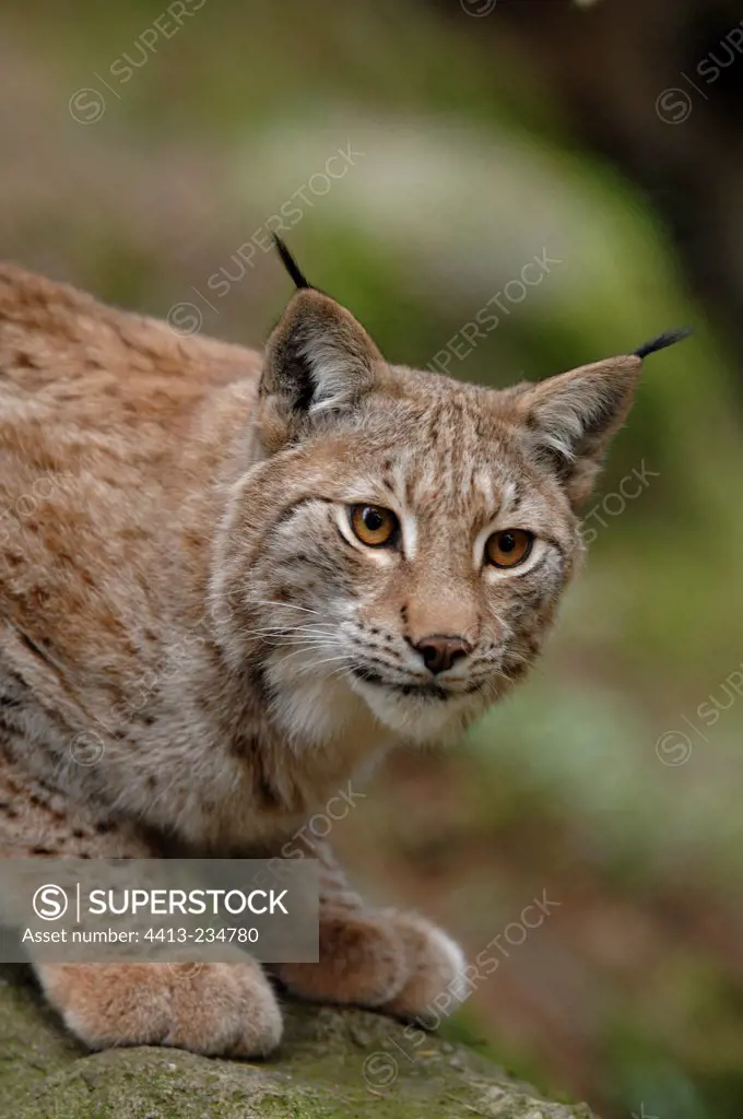 Portrait of Eurasian Lynx looking a Magpie Sweden