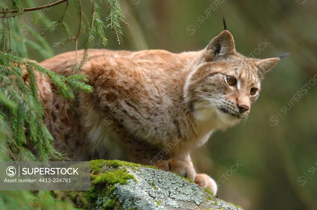 Portrait of Eurasian Lynx observing a Magpie Sweden