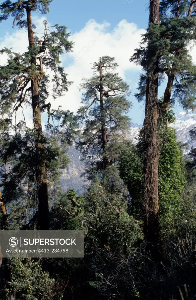 Cedars in Humid temperate forest Langtang Népal