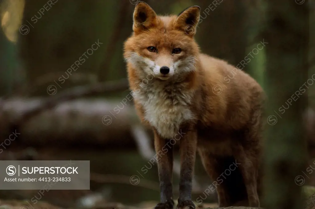 Portrait of Red Fox at dawn Halsingland Region Sweden
