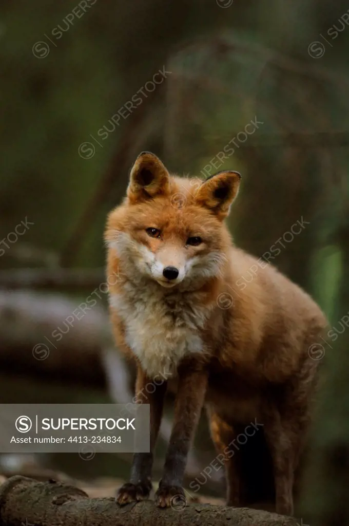Portrait of Red Fox at dawn Halsingland Region Sweden