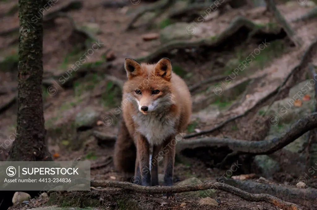 Red Fox motionless in an undergrowth Halsingland Region