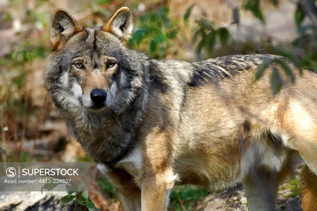 Portrait of alpha male Gray Wolf Central Halsingland Region