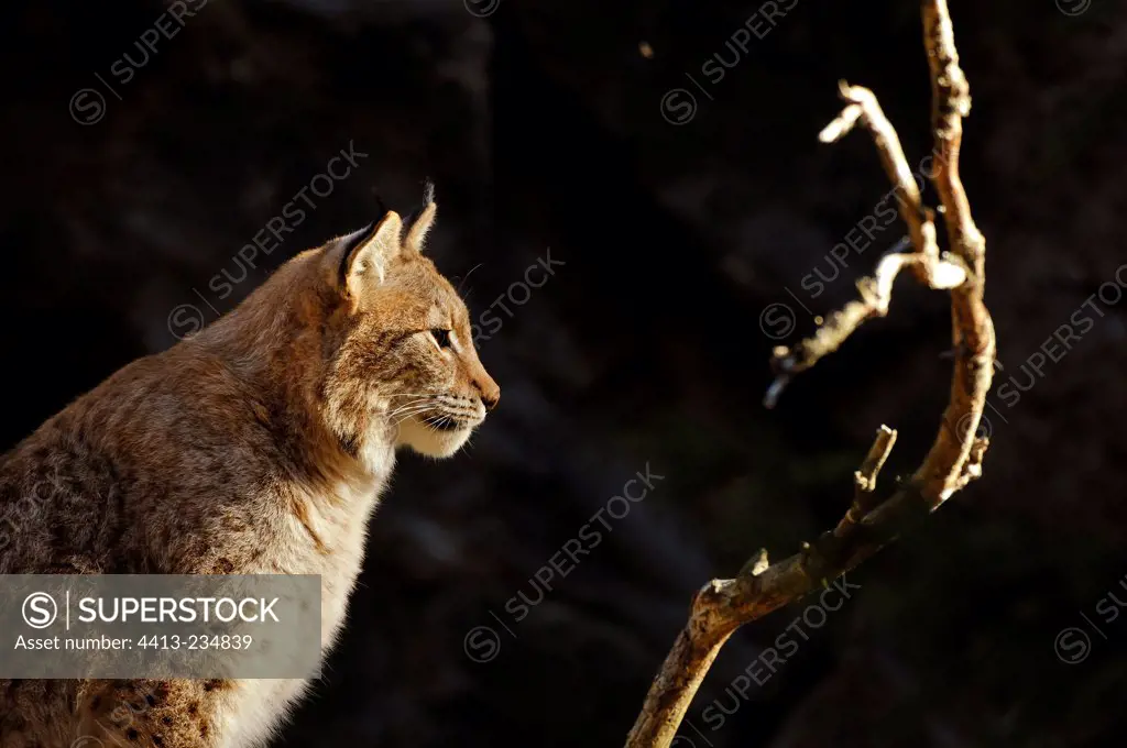 Portrait of Eurasian Lynx Central Region of Halsingland