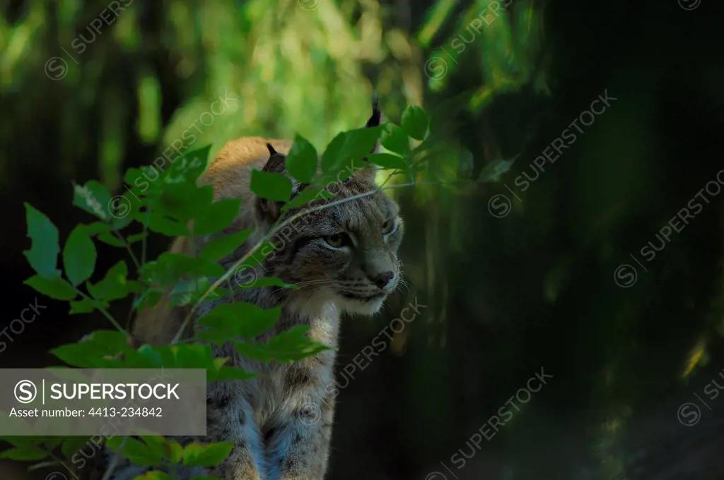 Eurasian Lynx stopped by a suspicious noise Sweden