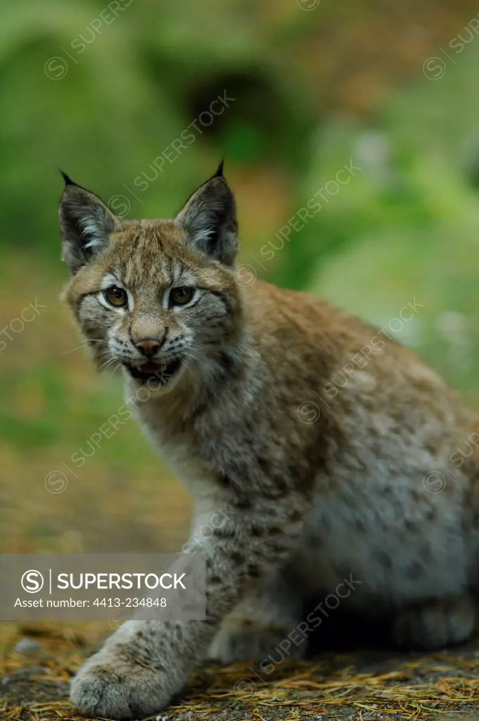 Portrait of a young Eurasian Lynx threatening Sweden