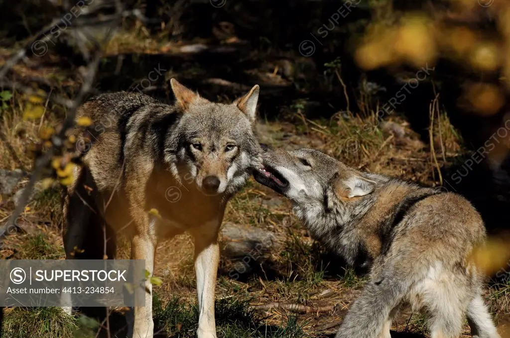 Young Gray Wolf nibbling its mother Sweden