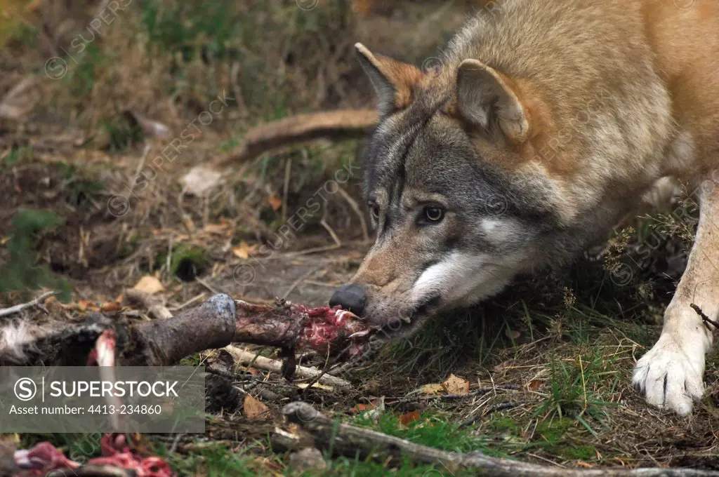 Gray Wolf catching a Roe Deer leg Sweden