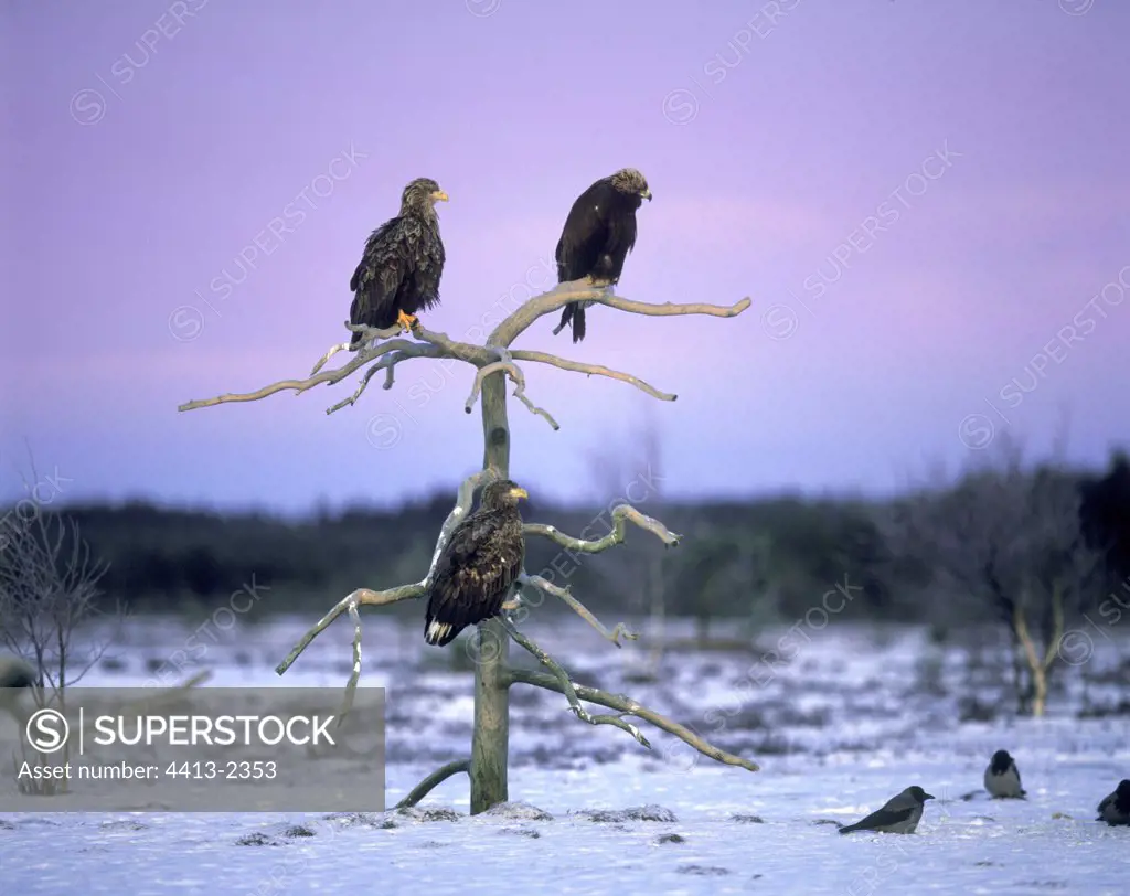 White-tailed Eagle and Golden Eagle on a dead tree Sweden