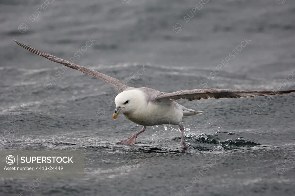 Northern Fulmar taking off from the water Iceland