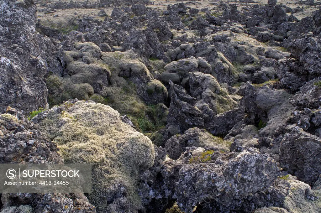 Moss and Lichen covered lava field Snæfellsnes Iceland