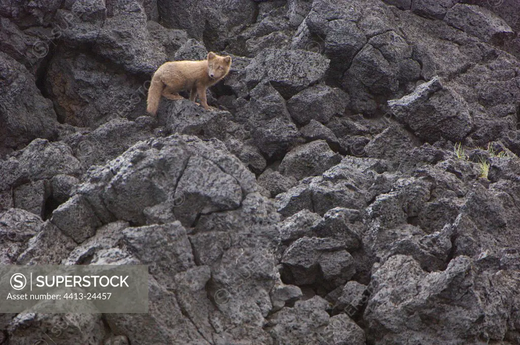 Young Arctic fox on rocks Iceland