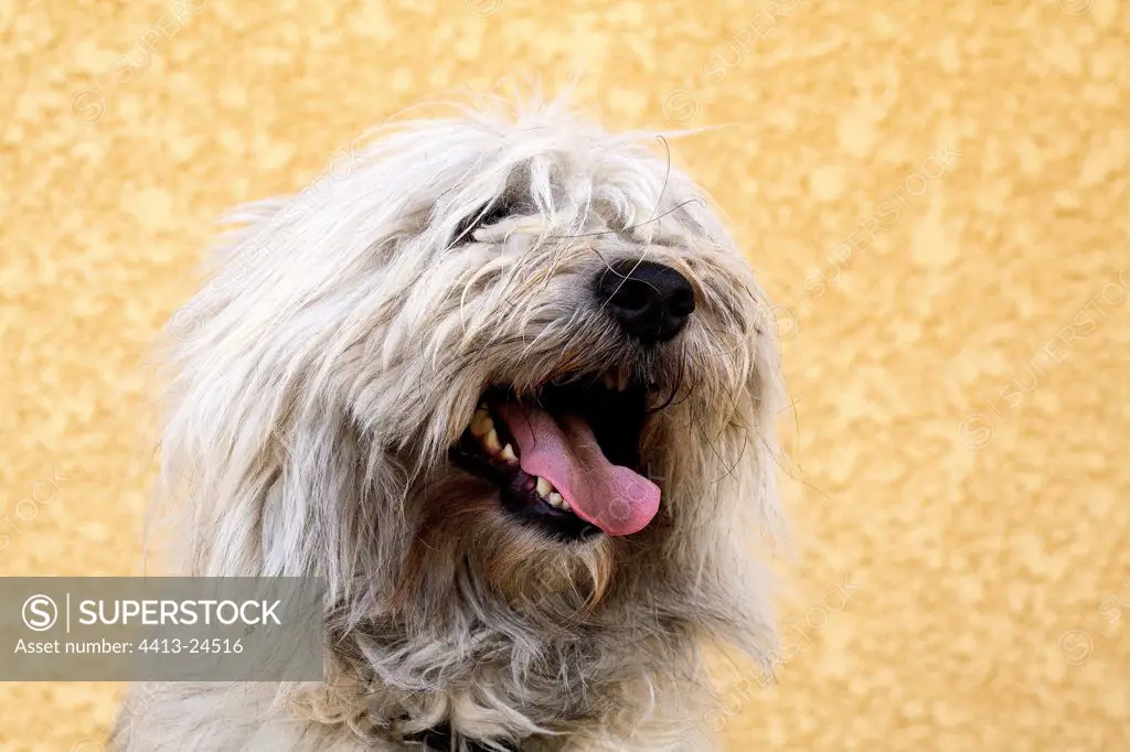 Portrait of a Pyrenean Sheepdog