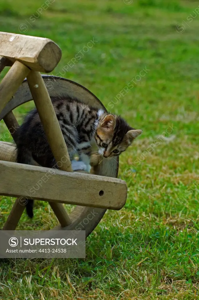 Kitten playing on a wheelbarrow at the garden